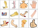 Les parties du corps Th&egrave;me - (Body parts)