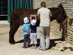 Lieu d'élevage conservatoire et de découverte de la race d'ânes " Baudet du Poitou " - L'ASINERIE DU BAUDET DU ...