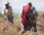 Femmes rurales: la recherche d'effets transformateurs sur les in&eacute;galit&eacute;s entre les sexes - FAO