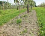 Développement de stratégies durables pour lutter contre les mauvaises herbes en arboriculture fruitière