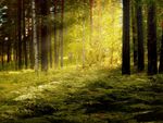 RAPPORT D'ACTIVIT&Eacute;S 2018 PERSPECTIVES 2019 - GIP-Ecofor