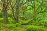 RAPPORT D'ACTIVIT&Eacute;S 2018 PERSPECTIVES 2019 - GIP-Ecofor