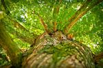 RAPPORT D'ACTIVIT&Eacute;S 2018 PERSPECTIVES 2019 - GIP-Ecofor