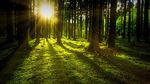 RAPPORT D'ACTIVIT&Eacute;S 2018 PERSPECTIVES 2019 - GIP-Ecofor