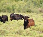 Gestion du parasitisme bovin et faune coprophage - Guide technique n 2 - Parc de Camargue