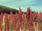 La quinoa en Bolivie : une culture ancestrale devenue culture de rente " bio-&eacute;quitable "