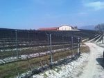RETIFICIO PADANO S.r.l. Système paragrêle pour la vigne plantée en GUYOT.