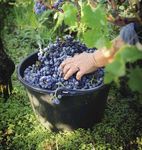 Vin et tourisme 2021 www.chinon.com