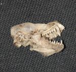 Etude des populations de chiroptères de l'île de Sazani (Albanie) - NOTE NATURALISTE
