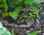 2021 Formation continue - Jardin Suisse