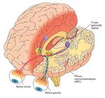 Le sommeil et ses troubles - Insomnies et troubles du rythme circadien