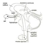 Le sommeil et ses troubles - Insomnies et troubles du rythme circadien