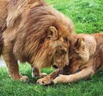 Les légendes de l'Afrique - Nouveauté - Zoo de la Flèche