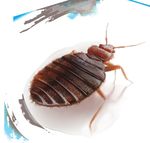 Thermo-bug basic 3.0 Pour &eacute;liminer les nuisibles