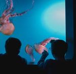 AQUARIUM ACTIVITÉS SCOLAIRES | 2020-2021 - DU QUÉBEC