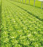 Laitues de serre - Vegetables by Bayer