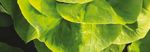 Laitues de serre - Vegetables by Bayer