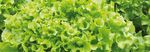 Laitues de serre - Vegetables by Bayer