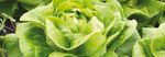 Laitues de serre - Vegetables by Bayer