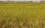 MADAGASCAR Guide National pour la Gestion Durable des Zones Humides - Blackham, G.V. & Avent, T. (2018) Guide National pour la Gestion Durable des ...