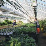 Parcs et jardins : fleurir la ville - Le Mag de Montlouis-sur-Loire