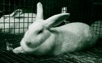 LAPINS - CODE DE PRATIQUES - National Farm Animal Care Council