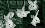 LAPINS - CODE DE PRATIQUES - National Farm Animal Care Council
