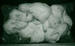 LAPINS - CODE DE PRATIQUES - National Farm Animal Care Council