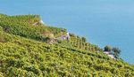 Quel entretien du sol? - Revue suisse de Viticulture ...