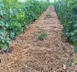 Quel entretien du sol? - Revue suisse de Viticulture ...
