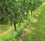 Quel entretien du sol? - Revue suisse de Viticulture ...