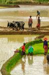 Ceres2030 : Solutions durables pour &eacute;radiquer la faim - RAPPORT DE SYNTH&Egrave;SE