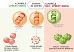 PERSONNES &Acirc;G&Eacute;ES ET CANCER - COLLECTION COMPRENDRE ET AGIR - Fondation ARC