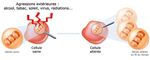 PERSONNES &Acirc;G&Eacute;ES ET CANCER - COLLECTION COMPRENDRE ET AGIR - Fondation ARC