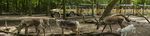 SAINTE-CROIX GROUPES VOTRE OFFRE - Parc Animalier de Sainte-Croix