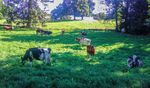 2020 CATALOGUE DES TAUREAUX STIERENKATALOG - Altagenetics Suisse