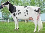 2020 CATALOGUE DES TAUREAUX STIERENKATALOG - Altagenetics Suisse