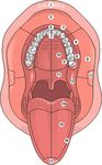 Examen de la face et de la cavit&eacute; buccale - Coll&egrave;ge hospitalo-universitaire fran&ccedil;ais de chirurgie maxillo-faciale et stomatologie