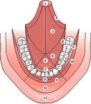 Examen de la face et de la cavit&eacute; buccale - Coll&egrave;ge hospitalo-universitaire fran&ccedil;ais de chirurgie maxillo-faciale et stomatologie