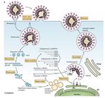 LA SAGA DE COVID-19, UNE MALADIE DUE &Agrave; UN CORONAVIRUS SARS- COV-2 &Eacute;MERGENT CHEZ L'HUMAIN.
