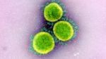 LA SAGA DE COVID-19, UNE MALADIE DUE &Agrave; UN CORONAVIRUS SARS- COV-2 &Eacute;MERGENT CHEZ L'HUMAIN.
