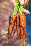 UN FONDS DE SOUTIEN AUX ÉLEVEURS ET AUX AGRICULTEURS POUR LES ACCOMPAGNER DANS LA TRANSITION AGROÉCOLOGIQUE - Demain la Terre