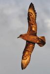 LES OISEAUX MARINS REPRODUCTEURS DES ÎLES AUSTRALES