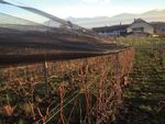 Filets de pr otection pour la vigne catalogue 2020 - Filets anti gr&ecirc;le - Costral Suisse SA