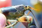 LES ENVAHISSEURS AQUATIQUES - Carnet d'identification d'esp&egrave;ces envahissantes d'eau douce du Qu&eacute;bec - Biblioth&egrave;que de ...