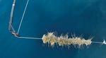 LES ENVAHISSEURS AQUATIQUES - Carnet d'identification d'esp&egrave;ces envahissantes d'eau douce du Qu&eacute;bec - Biblioth&egrave;que de ...