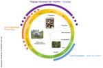 La chenille processionnaire du pin - FICHE PRATIQUE (Thaumetopoea pityocampa) - Objectif Zéro-Pesticide