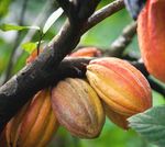 LE GHANA, un eldorado ? - N 44 - Nations Emergentes