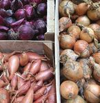 CAHIER D'ACTEURS ABORDER LA PLANIFICATION ALIMENTAIRE ET LA LOCALISATION DES COMMERCES ALIMENTAIRES - Projet Frugal