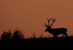 Gyulaj Zrt. 2022 / 2023 - Jagd-Preisliste Hunting pricelist Liste des prix de chasse